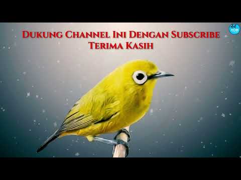 Call Pleci Betina Birahi merangsang Semua Pleci Jantan ikut bunyi Buka Paruh