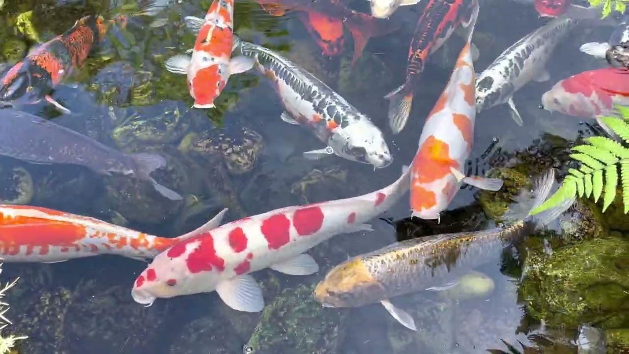 Epcot - Japan Pavilion - Koi Pond - 12/6/2021 - 4k