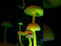 The Fungus Kingdom: Largest Living Organism Spans 3.7 Square KM