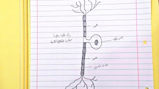 طريقة رسم(خلية عصبيه أحادية القطب كاذبة)أحياء سادس علمي2023️