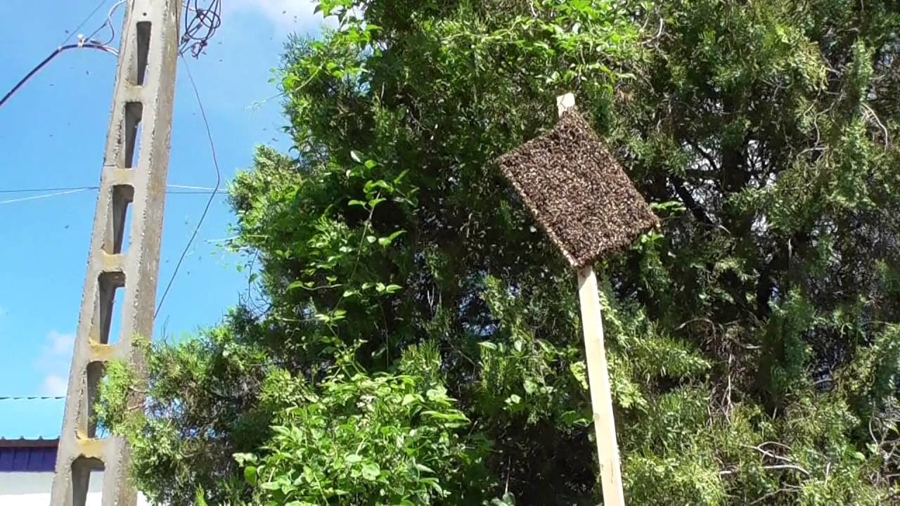 Prindem un roi de albine printr-o metoda inedita impreuna cu Viorel -  YouTube