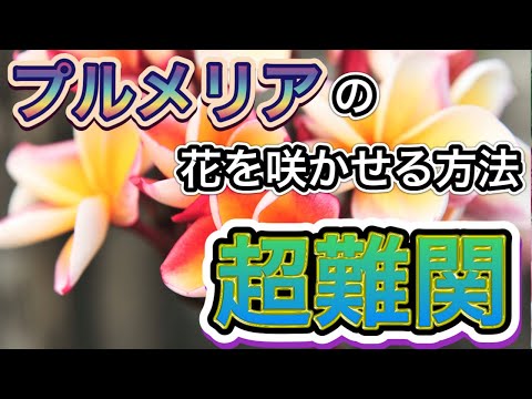 【高難度S級】プルメリアの花を咲かせる方法