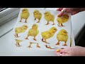 Little Spring Chick Window Stickers