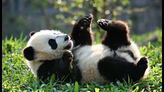 A cute #panda cub playfully rolling on green grass