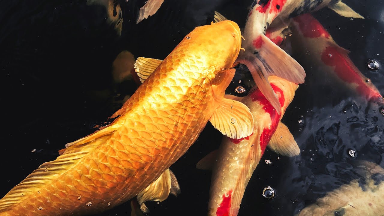 Fish. Japanese Fish Koi. Huge Carps. Turkish Travel in Aquarium