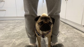 Do Pugs Like Walkies? | Pangpang the Pug Funny Pug Reaction | http://pangpangthepug.co.uk/