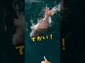 サビキで鯛を釣る秘密！ #釣り #サビキ釣り #鯛 #fishing #shorts