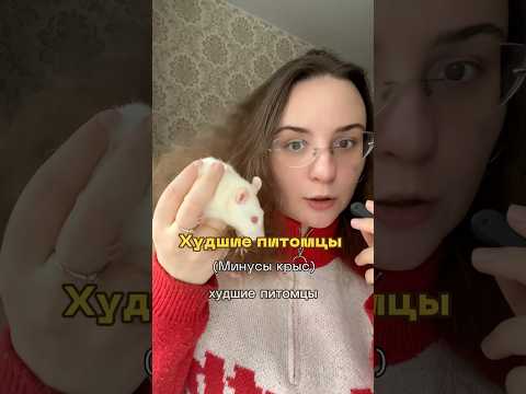 КРЫСЫ ХУДШИЕ ПИТОМЦЫ? 🐁❤️🔥 #животные #крысы #крыса #декоративнаякрыса #декоративныекрысы