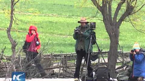 Peach blossoms blooming in Nyingchi, Tibet - DayDayNews