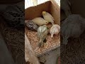My budgies babies 💞🦜🐤🐣