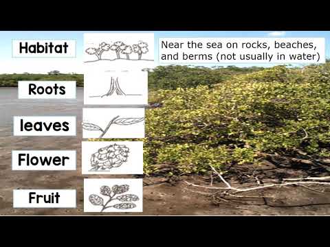 Four kinds of mangroves