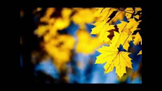გია ყანჩელი - ყვითელი ფოთლები Gia Kancheli - Yellow leaves (2 საათი/2 hour)