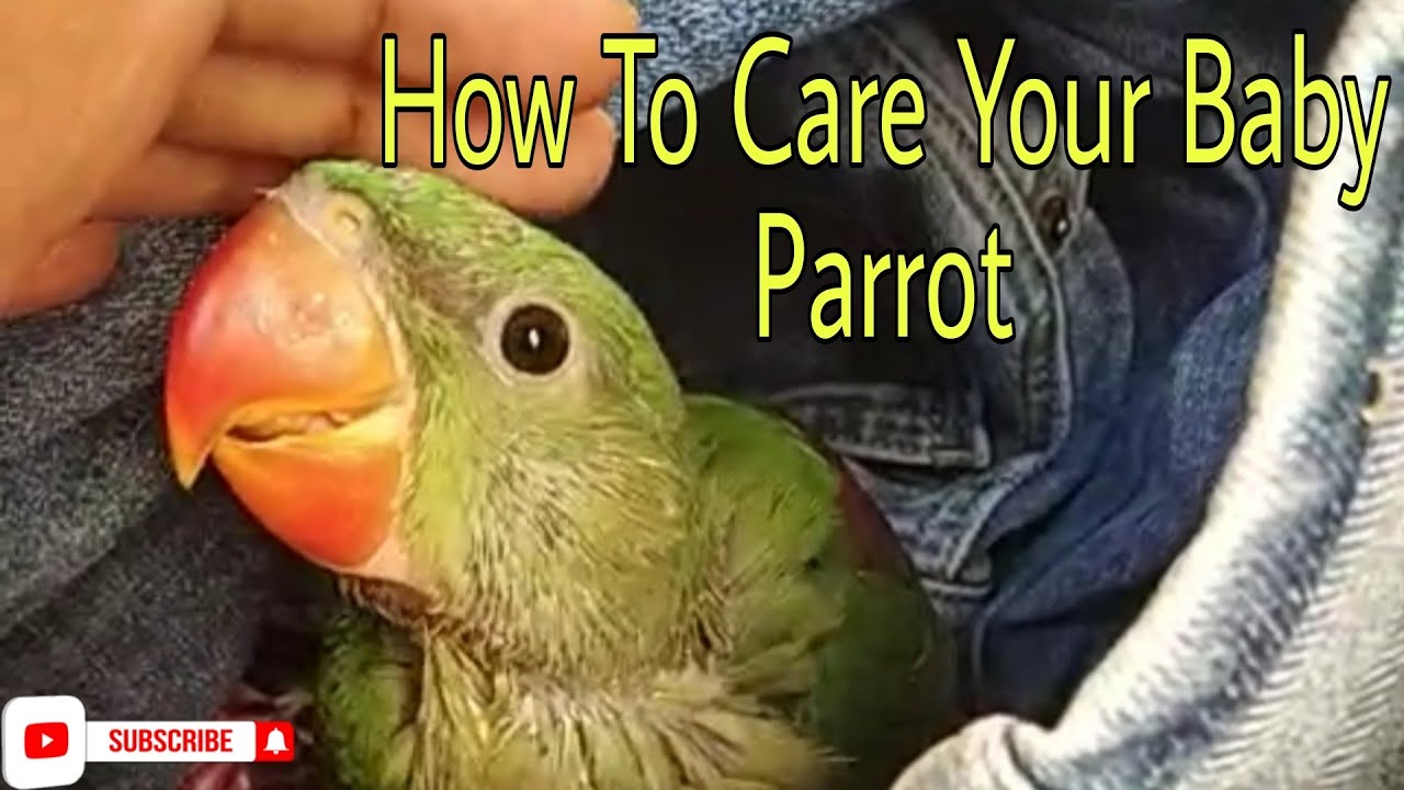 Baby Parrot Care For Parents _ How Parrots Feed Their Babies: The 2025 ...