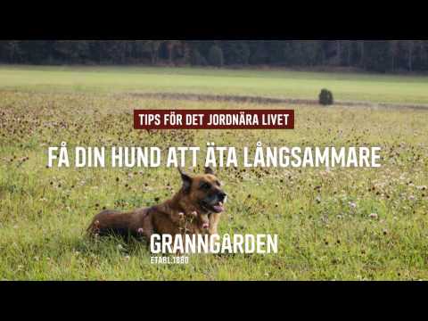 Video: Hemlagad Hundmat: Tips För Matlagning För Din Hund