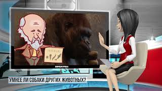 Умнее ли собаки других животных? Умнее ли собаки других животных?