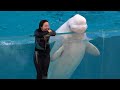 White Dolphin Show At Yokohama Hakkeijima Sea Paradise 【4K】