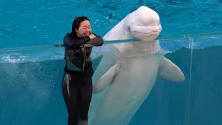 White Dolphin Show At Yokohama Hakkeijima Sea Paradise 【4K】 by Supli Abi 552,066 views 2 years ago 8 minutes, 34 seconds