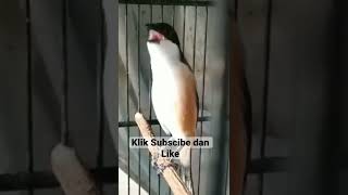 Pentet Rasa Ak47 kicaumania pentet kicaumaniaindonesia