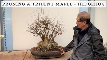 Pruning A Trident Maple  - Hedgehog
