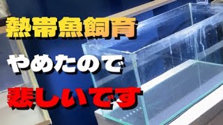 アクアリウムやめた。残念ながらまたアクアリストが・・・ 【熱帯魚