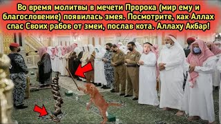 Змея прерывает молитву в Масджид ан Набави | Смотрите, как с этим справляется кошка!