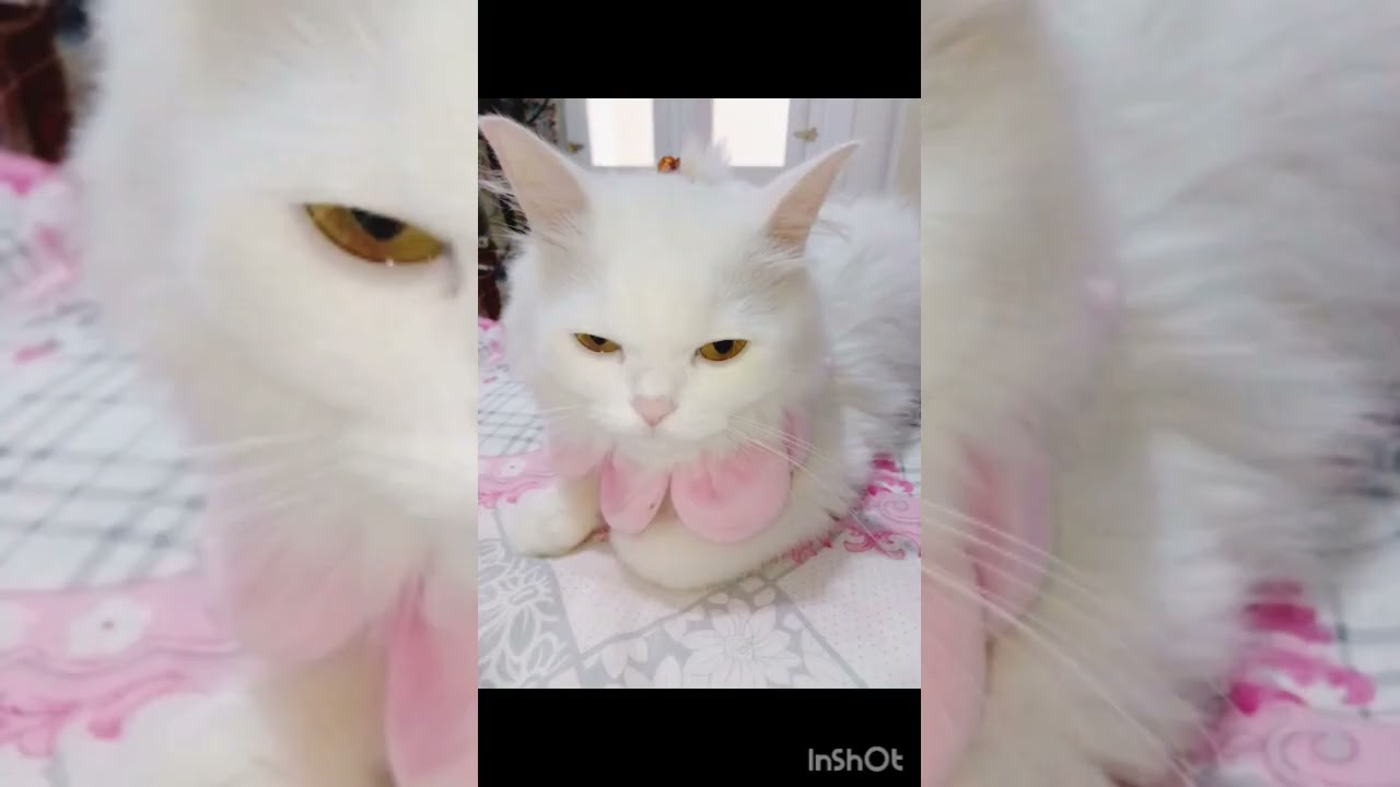 The Tiny Furry Trouble - Maker | Mischievous Pet |  Energetic Kitty 