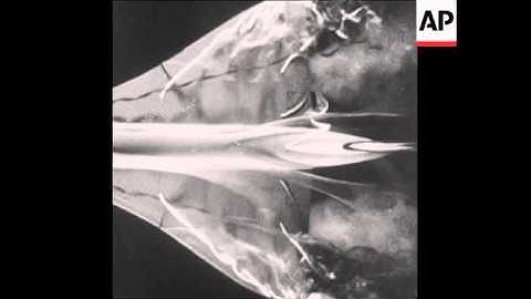 CAN 047 SUPSERSONIC AIRPLANE CONCORDE WIND-TUNNEL TESTING