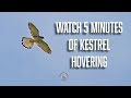 Watch 5 minutes of a Kestrel hovering