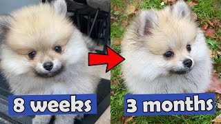 POMERANIAN PUPPY GROWING - 8 WEEKS TO 3 MONTHS OLD!