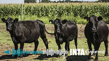 O que leva a vaca ao aborto?