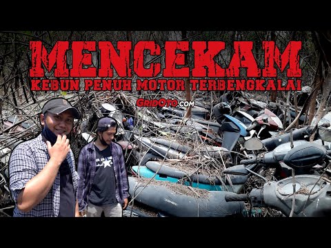 Kuburan Motor Wangun Harja, Cikarang. Ratusan Motor Teronggok Menjadi Bangkai Menyatu dengan Tanaman