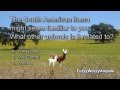 Llama animal quiz for kids