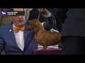 Dachshunds Smooth | Breed Judging 2020