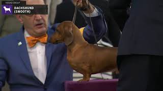 Dachshunds Smooth | Breed Judging 2020