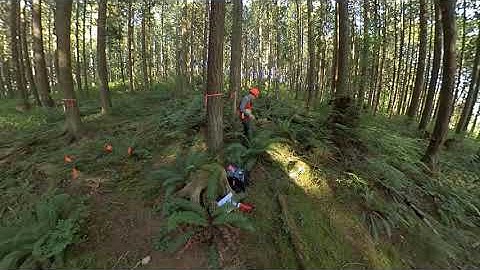 Fixed Area Plot - Identifying Plant Species