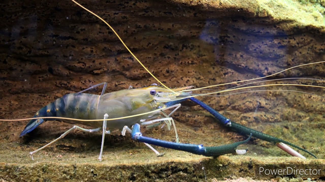 Giant freshwater prawn ( Macrobrachium rosenbergii ) documentary YouTube