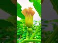 pumpkin #trending #nepal #pumpkin pum
