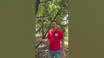 Giải Pháp Xử Lý Sượng Cơm Sầu Riêng | Nông Nghiệp TKA