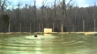 bear play.m4v