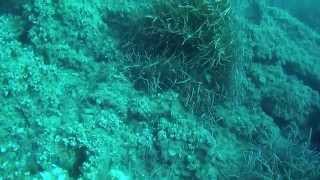 Tauchen auf Mallorca / Port de Pollença - Ron´s Cave / SJCAM 5000+ / with scubamallorca.com