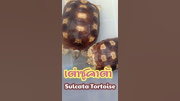 #shortsเต่าซูคาต้า