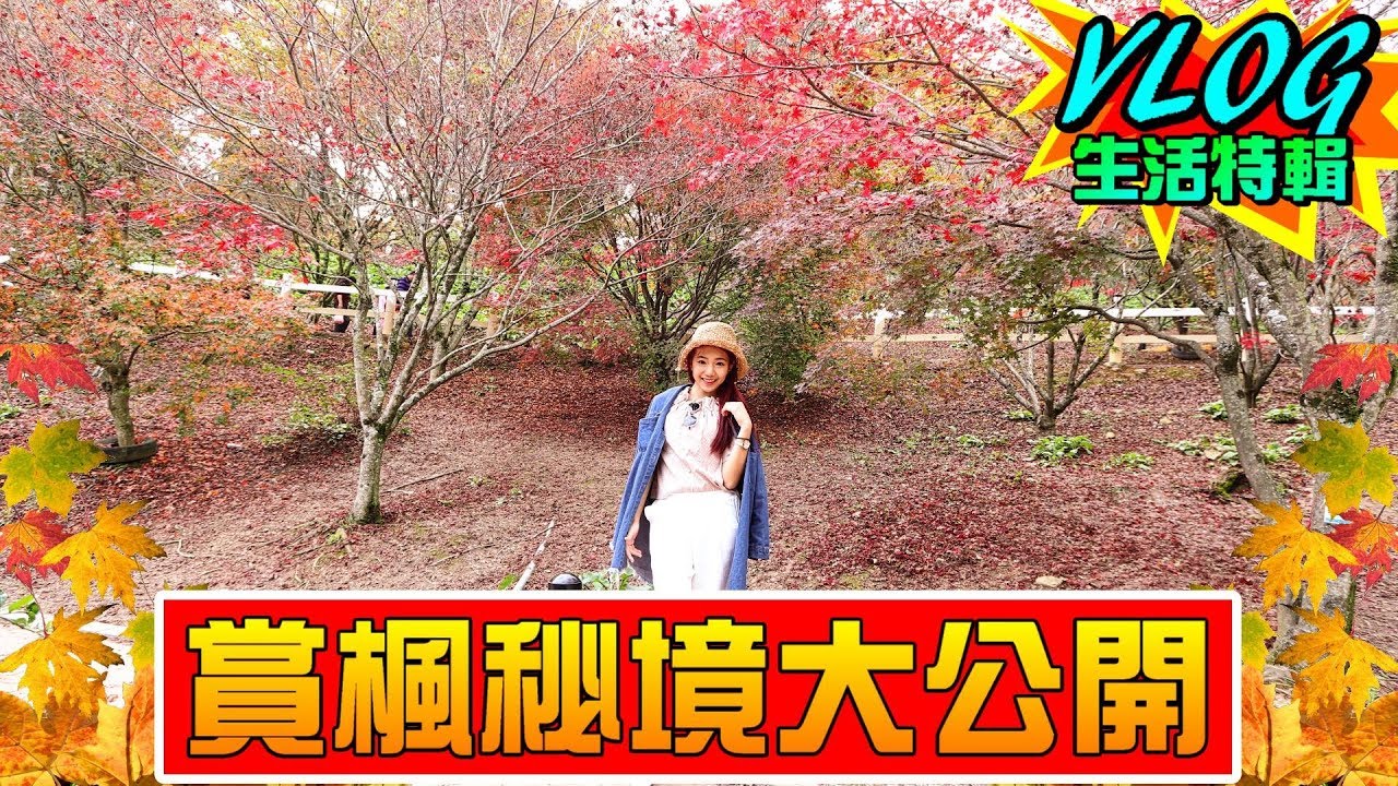 賞楓免出國！台灣最美「賞楓聖地」在這！ 【眾量級CROWD｜VLOG生活特輯】