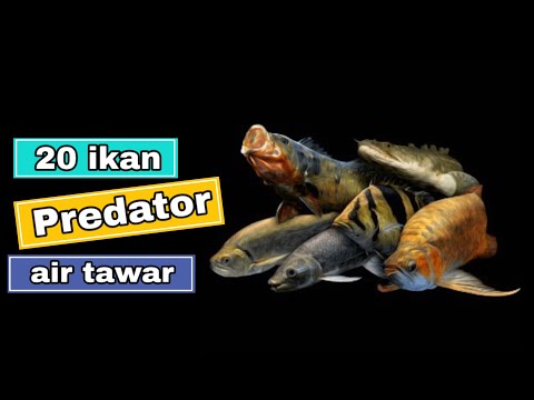 Video: Jenis Dan Ragam Ikan Predator