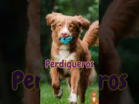 Nova Scotia Duck Tolling Retriever. Todo sobre el mas pequeño y adorable de los perros perdigueros hqdefault