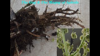 The Gog & The Magog of Aphids @trollforge