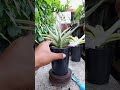 Repotting Sansevieria Chanin Thorut