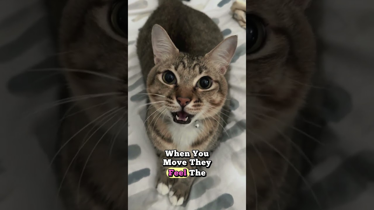 Why Cats Follow You Into Every Room 🚶‍♂️🐈