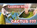 Leather from cactus this is how vegan leather is made 