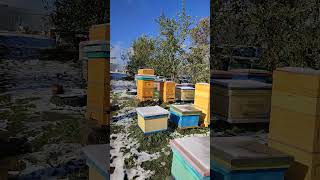 Как сформировали пчёлы свои клубы в зиму 12 и 16 рамочных ульях, готовы к зимовке.