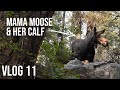 Close Moose Encounter When Hiking In The Bitterroot National Forest (Blodgett Canyon Trail)